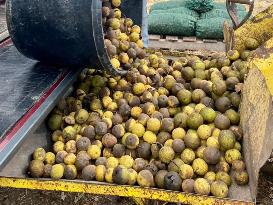Walnut出品 Stockton's Black Walnut Festival, a “native” Ozarks tradition